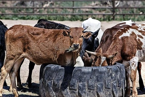 Telangana elections: BJP to distribute 1 lakh cows per year if voted to power