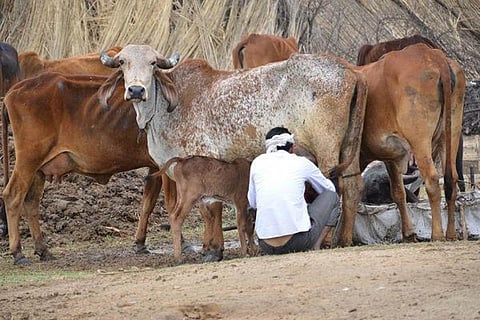 Cows being milked