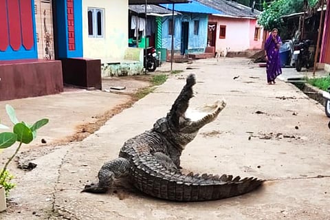 A crocodile made way into Dandeli town after getting up from the Kali River in coastal Karnataka