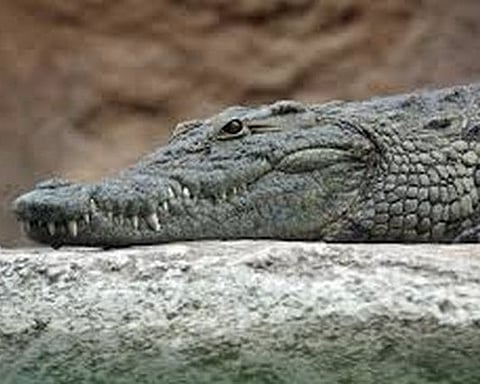Australian hunter pokes crocodile's eye to survive