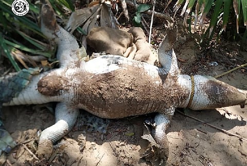 Did heavy music played at Sheraton Hotel kill an endangered crocodile in Chennai?