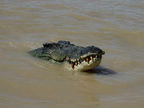 Rising human-croc conflict: Andamans wants crocodiles delisted from Wildlife Act