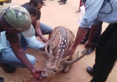 Deer carcasses increase, are poachers running amok at Hyderabad university campus?