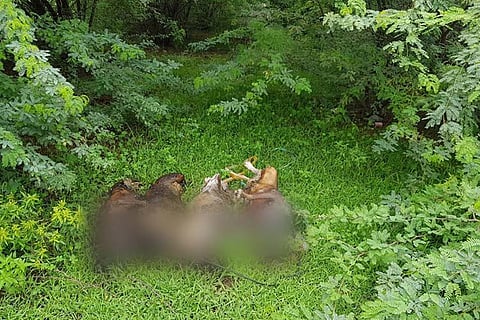 Thirteen dogs poisoned by TN man, but police refuse to name him in FIR