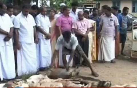 Civic body representatives in Kerala initiate stray dog culling