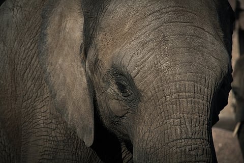 TN forest department to use loudspeakers on drones to scare elephants away