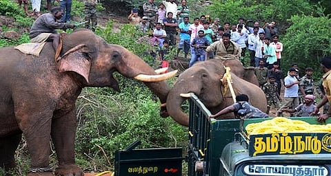 Tusker trouble: Madukkarai's elephants cope with the dangers of parched land and waning tree cover