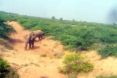 Residents of Chitradurga wary as elephants attack two more people