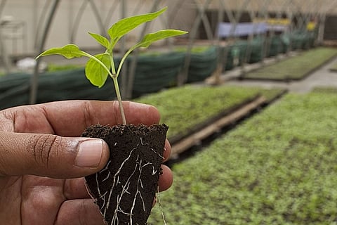 Govt launches ‘Agri Udaan’, an accelerator to boost food and agri-tech startups