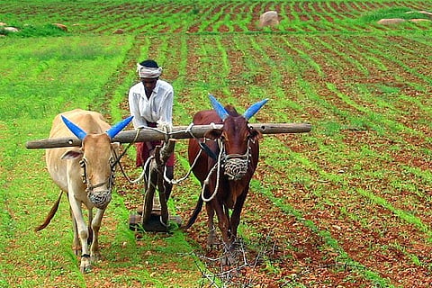 Microsoft using AI and other new tech to help Indian farmers increase crop yields