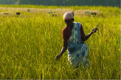 How Telangana’s 24-hr power policy is linked to groundwater decline and farmer suicides