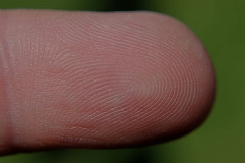 Whodunit? How fingerprinting has inspired writers