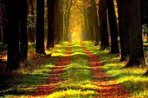 How trees communicate via a Wood Wide Web
