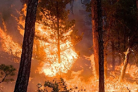 Another forest fire has been reported in Karnataka, making it the fifth wildfire in three weeks.
