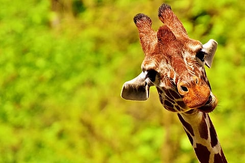 Standing 12-ft tall, Gauri becomes Bannerghatta Biological Park’s first giraffe