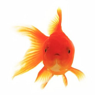 Four new fish species discovered in Kerala