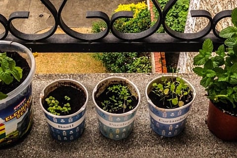 Tulasi, turmeric or aloe vera: Here's how you keep your own kitchen garden