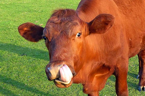 This Valentine's Day, Animal Welfare Board wants you to hug a cow