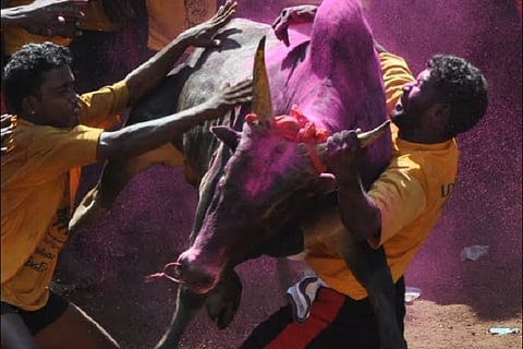 TN govt files caveat in SC to preempt stay on jallikattu