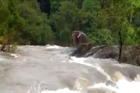Jumbo rescue: Kerala officials closed dam shutters to save an elephant