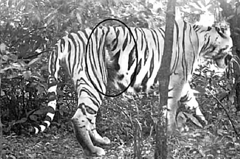 Injured K4 tigress from Telangana active, but still has a wire snare around abdomen