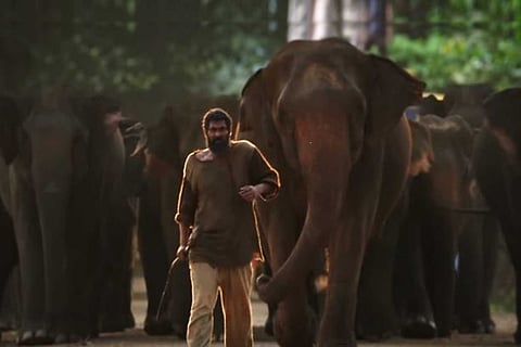 Rana Daggubati is seen walking in front of a herd of elephants.