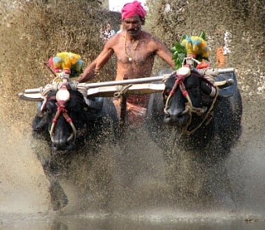 High Court gives interim order, permits for kambala for now