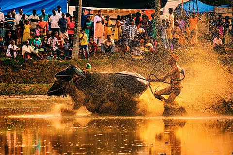 Kambala to hit roadblock again? Buffalo races begin but SC case hangs over sport