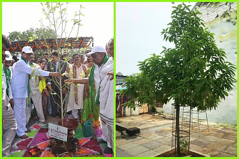 KCR proud that the sapling he had planted as part of Haritha Haram has become a tree