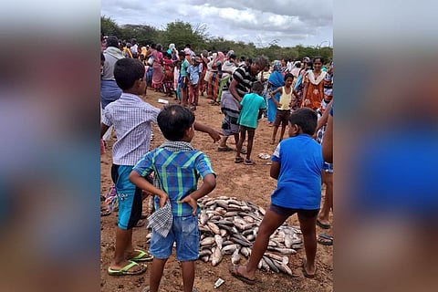 The fish waiting to be distributed among the tax payers of the village in Keelathenkalam