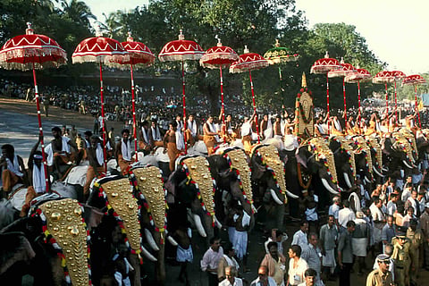 elephants