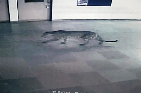 129 Bengaluru schools declare holiday as leopard mystery remains unsolved