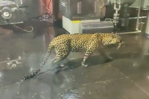 The Leopard that entered into the Hetero facility