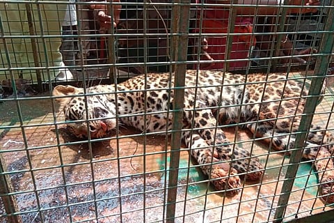 Rescued leopard in Karnataka