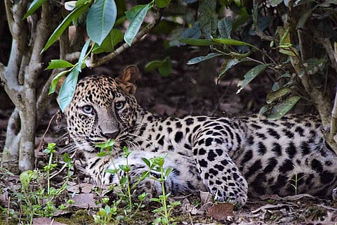 Leopard in the forest