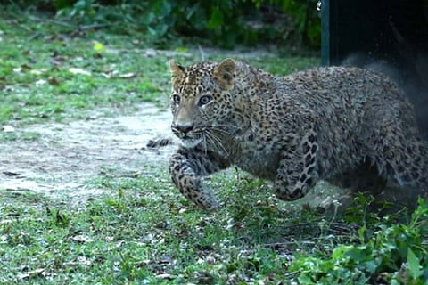 Leopard crouching in a forest