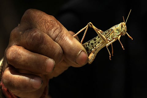 Telangana on high-alert to protect the state from locust attack