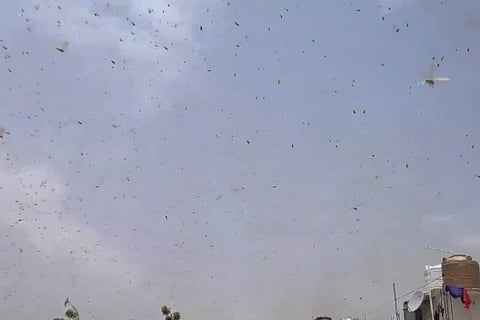 Locust swarms in Gurugram