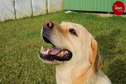 On average, the volunteers of the animal rights group used to rescue 30 to 40 per month abandoned pets before COVID-19 in March.