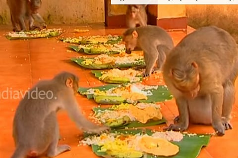 HIV antibody tested on a group of monkeys is effective, finds study