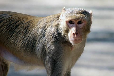 Animal abuse
