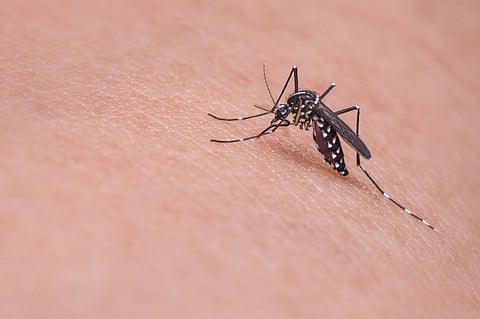 Explainer: Where did Zika virus come from and why is it a problem in Brazil?