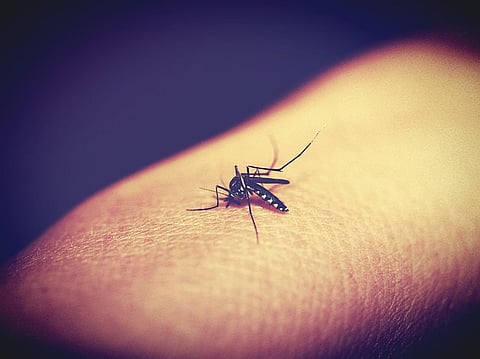 How Dengue Has Breached India’s Class Barriers