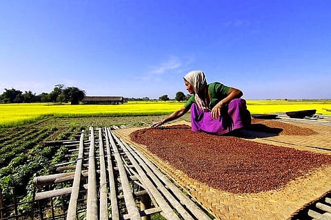 Approving GM Mustard would be wrong decision: Ex-Cabinet Secretary