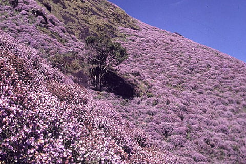 Once in a blue bloom: Kerala's famed neelakurinji set for rare mass blossom