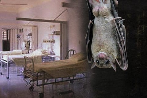 Nipah virus
