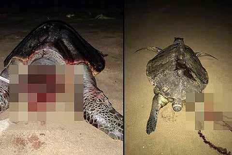 193 olive ridley turtle deaths in 3 weeks in Chennai: Stakeholders blame each other