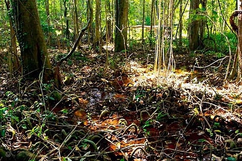 Why a Kerala panchayat is protesting against IMA’s bio medical waste plant