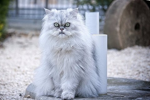 'Meow', a Tamil film with Persian cat in lead role