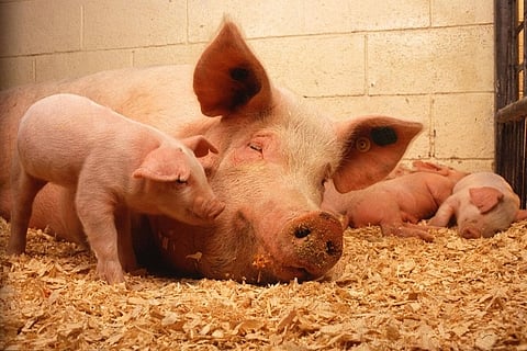 20 pigs culled at govt farm in Kerala as precaution against Malta fever